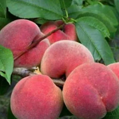 Персик КАНАДИАН ХАРМОНИ  Персик КАНАДИАН ХАРМОНИ в Омске