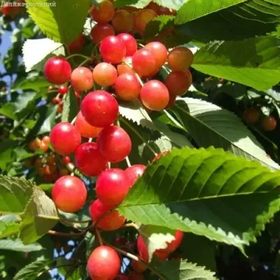 Черешня БРЯНСКАЯ РОЗОВАЯ — описание сорта Черешня БРЯНСКАЯ РОЗОВАЯ в Омске