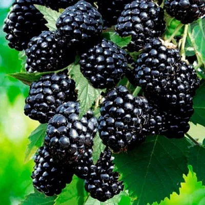 Ежевика ЛОХТЕЙ бесшипная  Ежевика ЛОХТЕЙ бесшипная в Омске