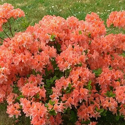 Рододендрон ЯПОНСКИЙ ОРАНЖЕВЫЙ  Рододендрон ЯПОНСКИЙ ОРАНЖЕВЫЙ в Омске