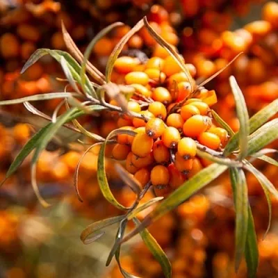 Облепиха ФИНСКАЯ  Облепиха ФИНСКАЯ в Омске