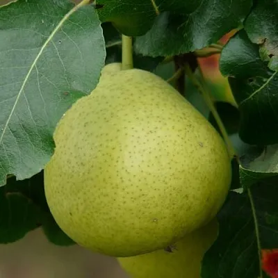 Груша САНРЕМО колонновидная  Груша САНРЕМО колонновидная в Омске