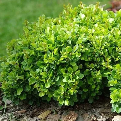 Барбарис КОБОЛЬД тунберга в Омске