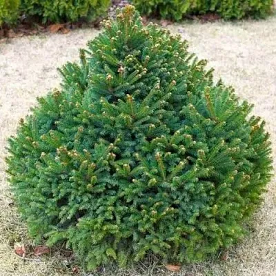 Ель БАРРИ обыкновенная  Ель БАРРИ обыкновенная в Омске