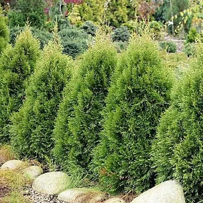 Туя СМАРАГД ВИТБОНТ западная  Туя СМАРАГД ВИТБОНТ западная в Омске