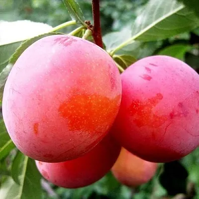 Слива КОМЕТА  Слива КОМЕТА в Омске