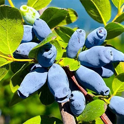 Жимолость съедобная АВРОРА в Омске