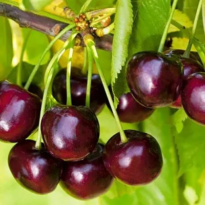 Черешня ИПУТЬ  Черешня ИПУТЬ в Омске