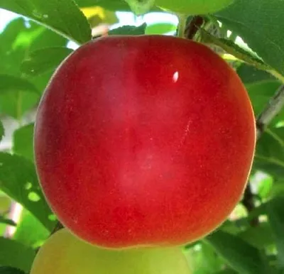 Плумкот БИРИКОККОЛО БОЛОГНЕС  Плумкот БИРИКОККОЛО БОЛОГНЕС в Омске