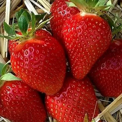 Клубника СИБИЛЛА в Омске