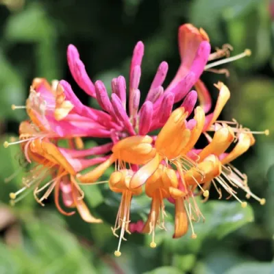 Жимолость ГЕКРОТА в Омске