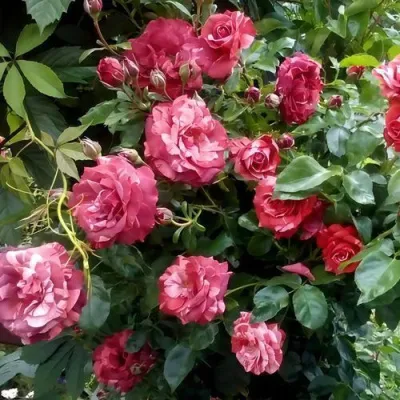 Саженцы роз БРАУНИ плетистая — описание сорта Саженцы роз БРАУНИ плетистая в Омске