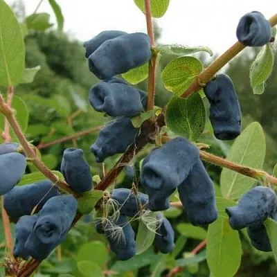 Жимолость съедобная ПУШКИНСКАЯ в Омске