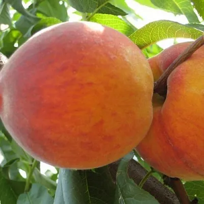 Персик СОЧНЫЙ  Персик СОЧНЫЙ в Омске