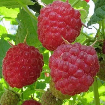 Малина НОВОСТЬ КУЗЬМИНА   Малина НОВОСТЬ КУЗЬМИНА  в Омске