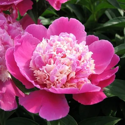 Пион КОРА СТАББС травянистый  Пион КОРА СТАББС травянистый в Омске