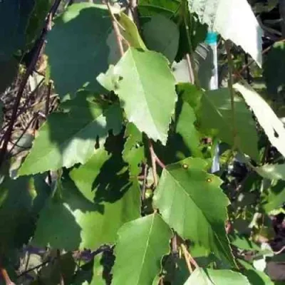 Береза САММЕР КАСКАД черная — описание сорта Береза САММЕР КАСКАД черная в Омске