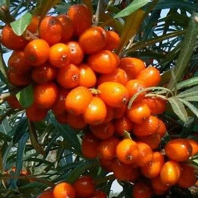 Облепиха ПЛАМЕННАЯ  Облепиха ПЛАМЕННАЯ в Омске