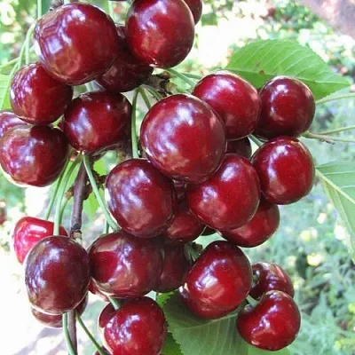 Черешня ОДРИНКА  Черешня ОДРИНКА в Омске