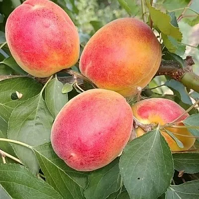 Абрикос ОСОБЕННЫЙ ДЕНИСЮКА в Омске