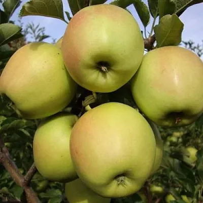 Яблоня СКИФСКОЕ ЗОЛОТО  Яблоня СКИФСКОЕ ЗОЛОТО в Омске