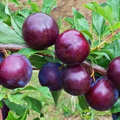 Шарафуга ВЕЛЬВЕТ САНРАЙЗ  Шарафуга ВЕЛЬВЕТ САНРАЙЗ в Омске