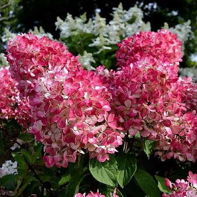 Гортензия ПИНК ДАЙМОНД метельчатая  Гортензия ПИНК ДАЙМОНД метельчатая в Омске