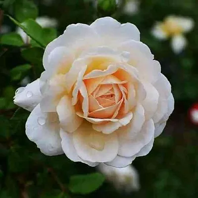 Саженцы роз КРОКУС РОУЗ английская  Саженцы роз КРОКУС РОУЗ английская в Омске