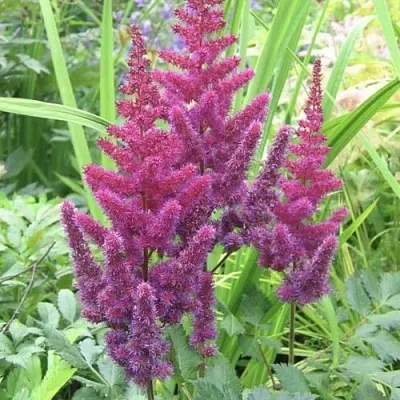 Астильба КАРАОКЕ ПАРТИ китайская  Астильба КАРАОКЕ ПАРТИ китайская в Омске