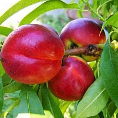 Нектарин в Омске