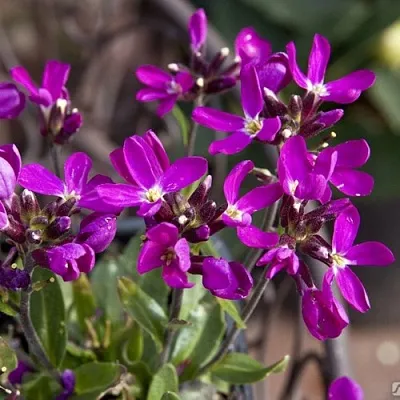 Арабис РОУЗ делайт  Арабис РОУЗ делайт в Омске