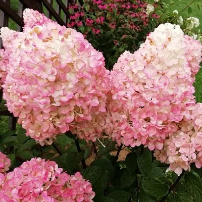 Гортензия МЭДЖИКАЛ КЭНДЛ метельчатая  Гортензия МЭДЖИКАЛ КЭНДЛ метельчатая в Омске