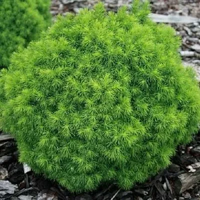 Ель АЛЬБЕРТА ГЛОБ сизая  Ель АЛЬБЕРТА ГЛОБ сизая в Омске