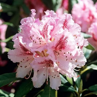 Рододендрон ЧИР  Рододендрон ЧИР в Омске