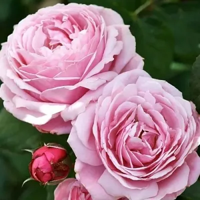 Саженцы роз ДИТЕР МЮЛЛЕР шраб  Саженцы роз ДИТЕР МЮЛЛЕР шраб в Омске