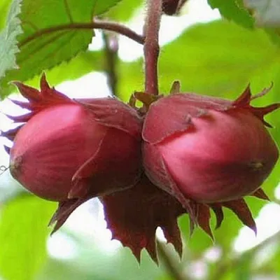 Фундук АЙВЕНГО  Фундук АЙВЕНГО в Омске