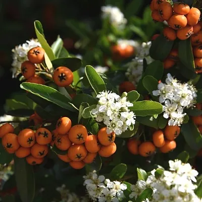 Пираканта  Пираканта в Омске