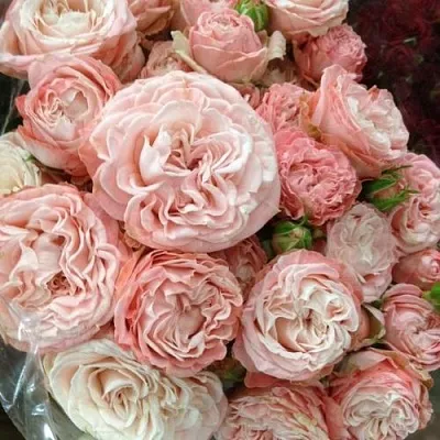 Саженцы роз МАДАМ БОМБАСТИК спрей  Саженцы роз МАДАМ БОМБАСТИК спрей в Омске