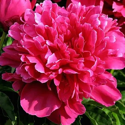 Пион ВИКТУАР ДЕ ЛА МАРН травянистый  Пион ВИКТУАР ДЕ ЛА МАРН травянистый в Омске