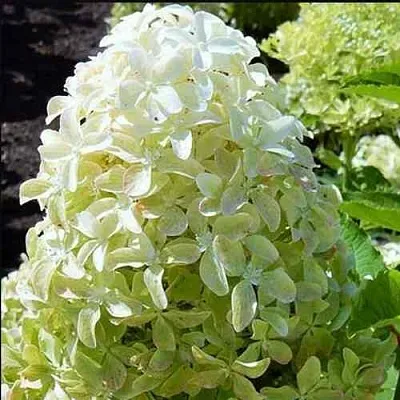 Гортензия МЭДЖИКАЛ ЛАЙМ СПАРКЛ метельчатая  Гортензия МЭДЖИКАЛ ЛАЙМ СПАРКЛ метельчатая в Омске