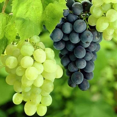 Столовый  Столовый в Омске