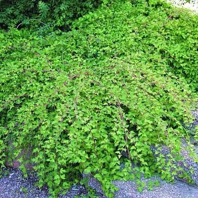 Стефанандра  Стефанандра в Омске