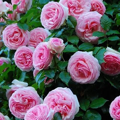 Саженцы роз ПЬЕР ДЕ РОНСАР плетистая  Саженцы роз ПЬЕР ДЕ РОНСАР плетистая в Омске