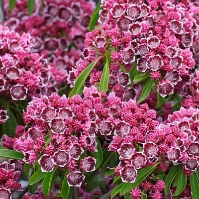 Кальмия  Кальмия в Омске