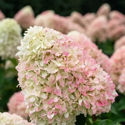 Гортензия САММЕР ЛАВ метельчатая  Гортензия САММЕР ЛАВ метельчатая в Омске