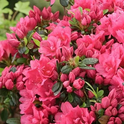 Азалия  Азалия в Омске