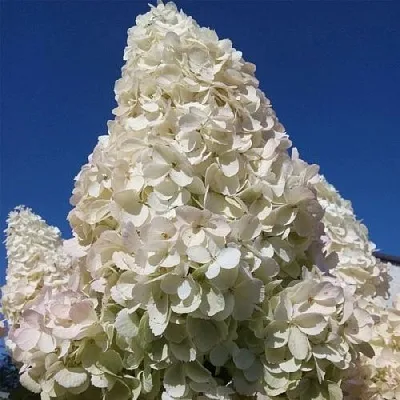 Гортензия ПОЛАР БИР метельчатая  Гортензия ПОЛАР БИР метельчатая в Омске