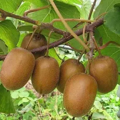 Актинидия ХЕЙВАРД деликатесная   Актинидия ХЕЙВАРД деликатесная  в Омске