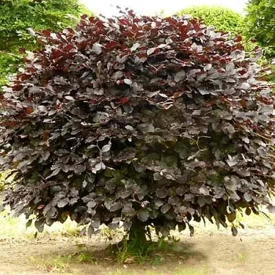 Бук лесной АТРОПУНИЦЕА  Бук лесной АТРОПУНИЦЕА в Омске