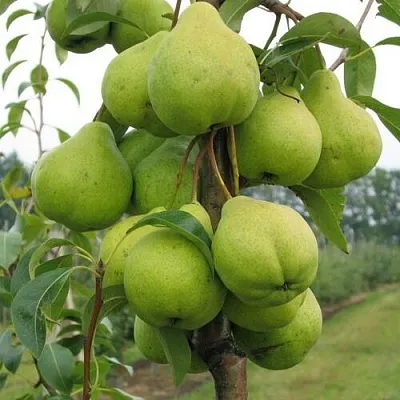 Груша ДЕКОР колонновидная  Груша ДЕКОР колонновидная в Омске